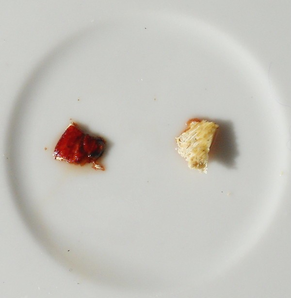 Antrodia? (Antrodia alpina)